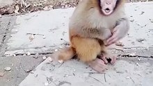 Cute baby monkey 30