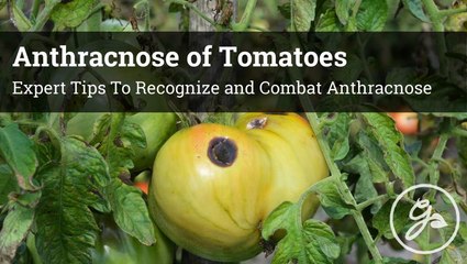 How To Spot And Treat Anthracnose On Tomatoes