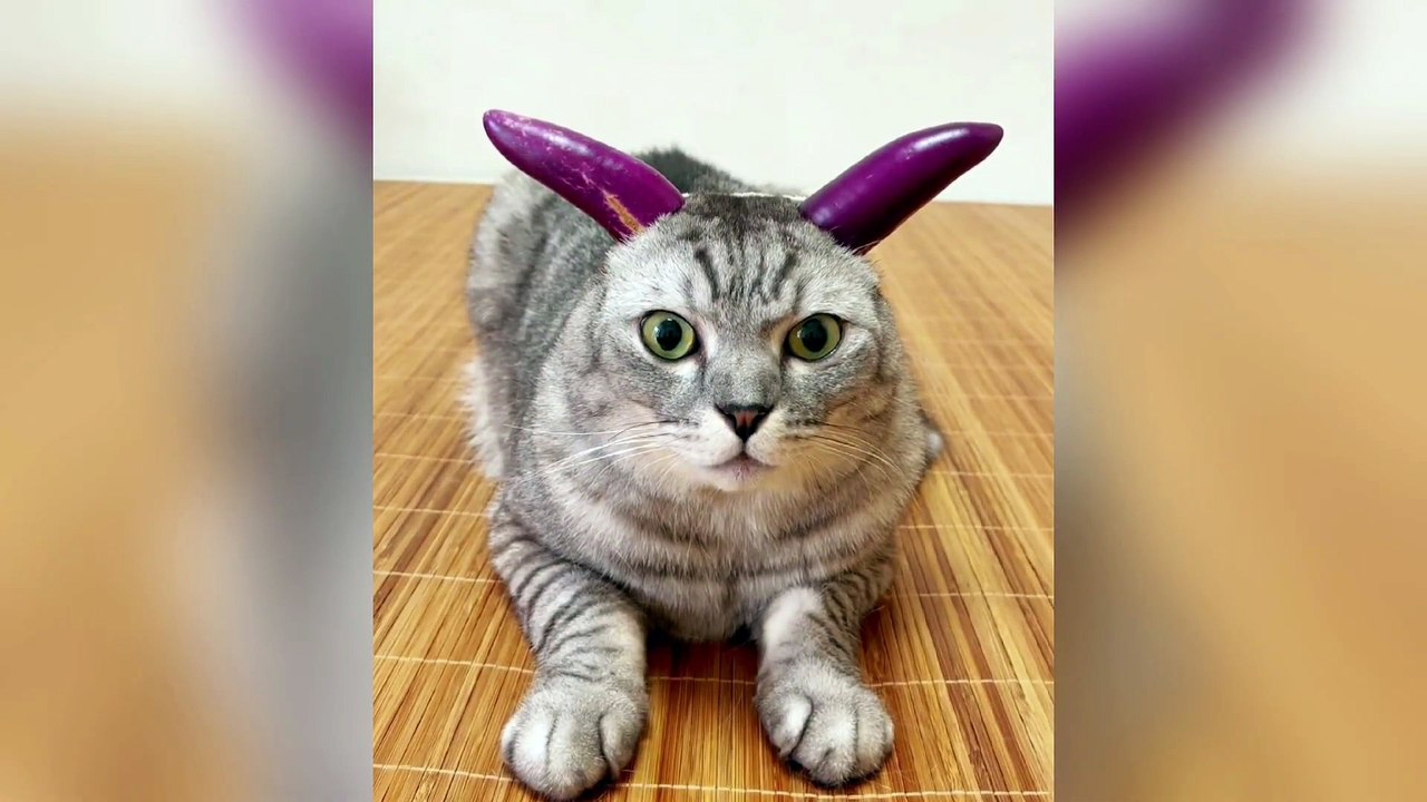 New Funniest Cats and Dogs Clips 2025😼🐶Try Not To Laugh😜 Part 3