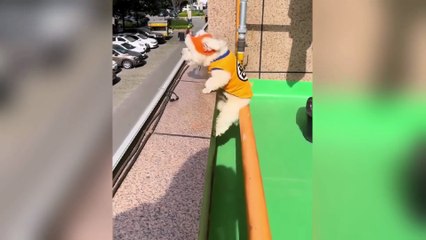 New Funniest Cats and Dogs Clips 2025😼🐶Try Not To Laugh😜 Part 6