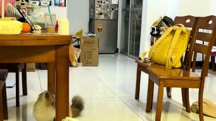 New Funniest Cats and Dogs Clips 2025😼🐶Try Not To Laugh😜 Part 9