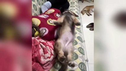 New Funniest Cats and Dogs Clips 2025😼🐶Try Not To Laugh😜 Part 10
