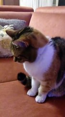 I need to relax! Time to bed! Stop filming :) #shorts #cats #funny #funnycats #viralcats #fyp #cute