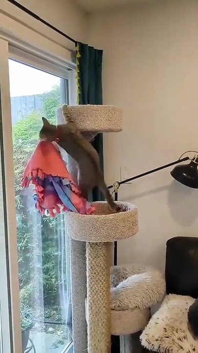 The ten funniest cat situations #Funny cats #Playful cats #Play