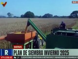 Barinas | Agropecuaria La Rosaliera da inicio a la cosecha de maíz del Ciclo de Invierno 2025