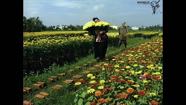Lam Trường - Em là mùa xuân [OFFICIAL MV] [4K HD REMASTERED]