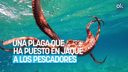 En España son un manjar de dioses: en el Reino Unido, una plaga que ha puesto en jaque a los pescadores