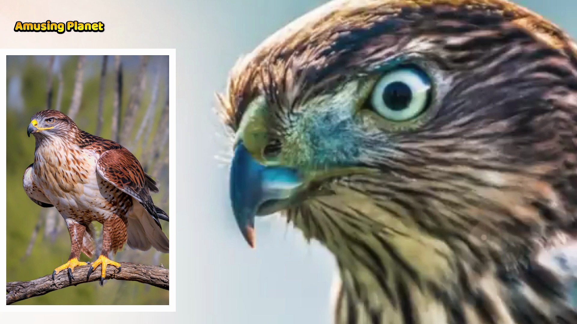 ⁣Hawk Sounds to Scare Birds & Squirrels 🦅 | Real Hawk Calls & Screeches