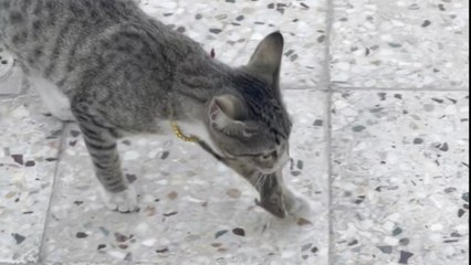 Mouse tries hard to run but cat refuses to let it slip away