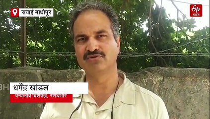 रणथंभौर से निकलकर कोटा क्षेत्र में पहुंचा 'सुल्ताना' का शावक, तलाश में जुटे वनकर्मी