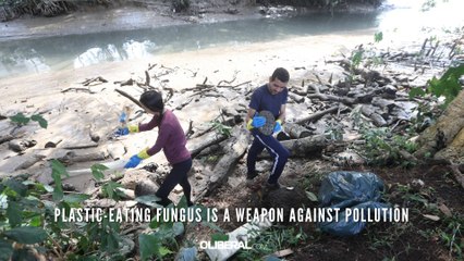 Plastic-eating fungus is a weapon against pollution