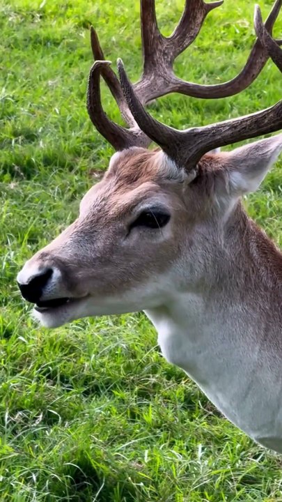 Deer: Forest Dwellers and Symbolic Creatures