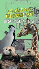 ¿En qué posición duermen las Nutrias?