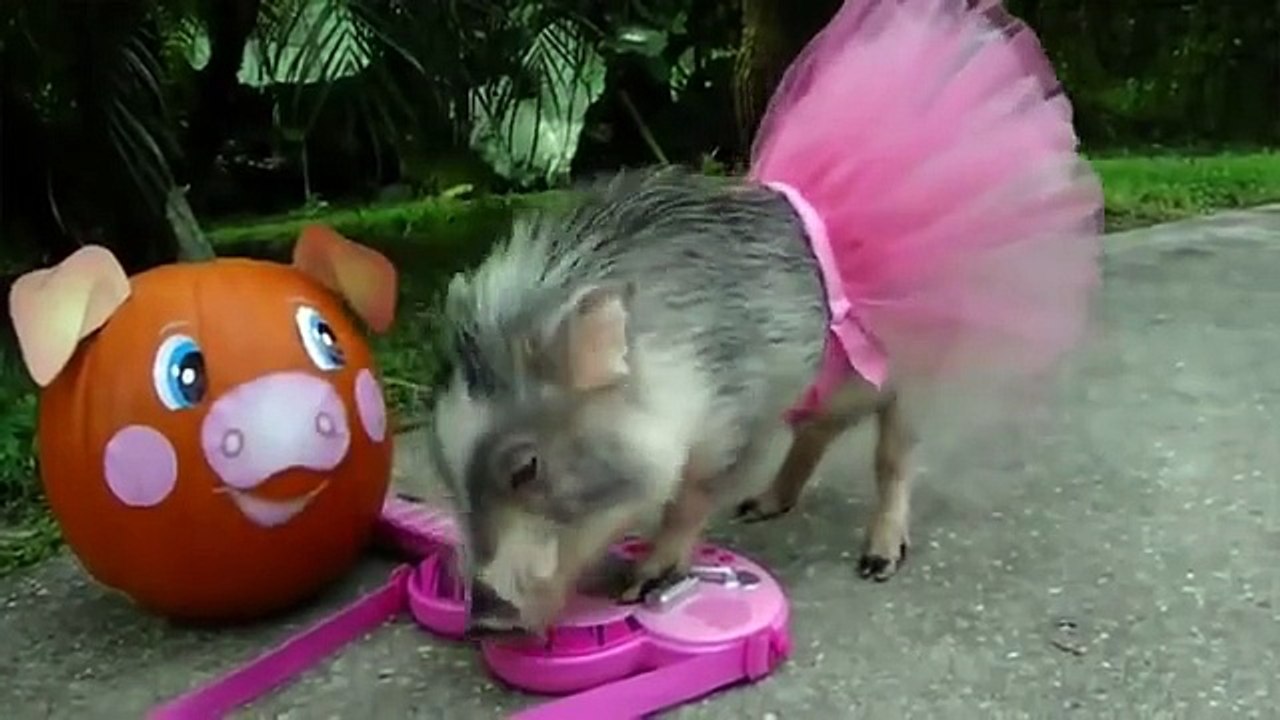 Try Not To Laugh Funny Animals Video Cute Pets and Hilarious Animal Moments