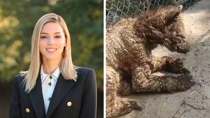 Mariana Rodríguez asegura que la osa de La Pastora sufre de una enfermedad y no maltrato