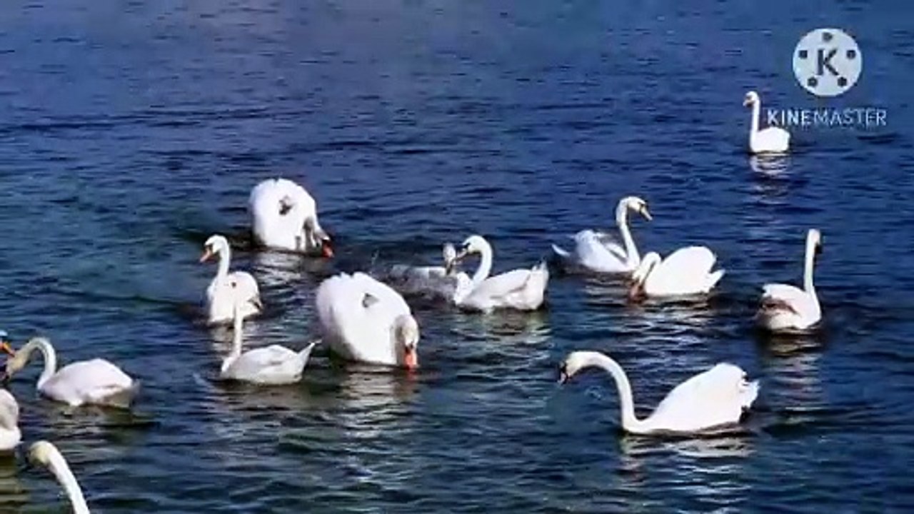 Os animais mais fofos do mundo N•512