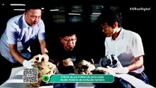 Crânio de um milhão de anos pode mudar história da evolução humana
