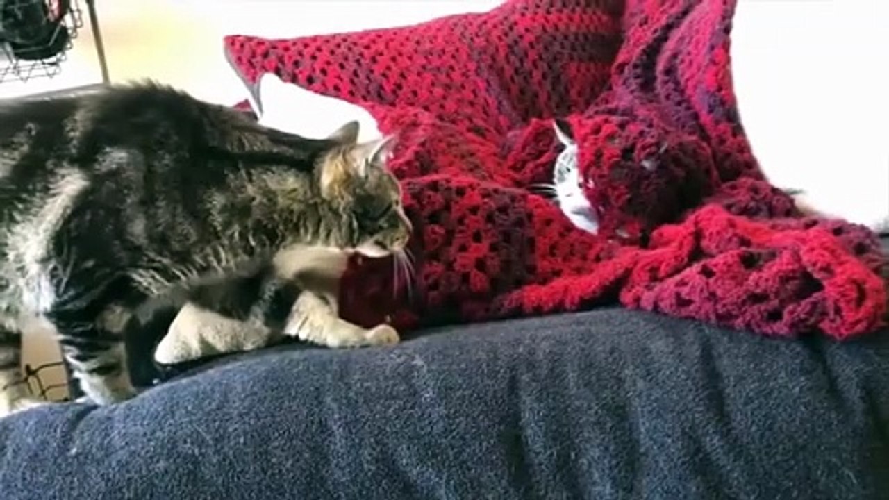 "Funny Animals Compilation 2025 Best Cute Pets and Hilarious Animal Fails Try Not to Laugh"