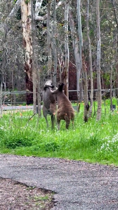 Kangaroo
