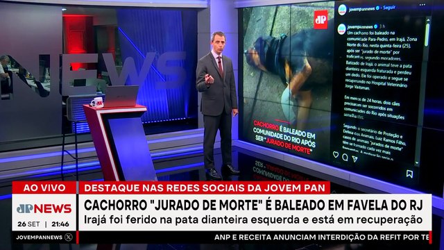 Cão “jurado de morte” por traficantes é resgatado no Rio