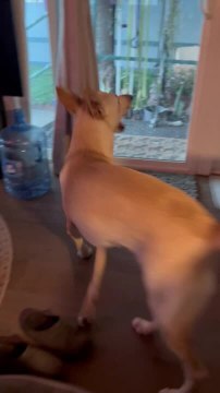 Dog Waits Patiently To Be Let Outside