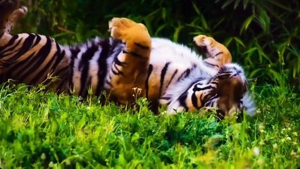 O Mundo Incrível dos Felinos 🐾