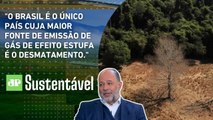 Brasil vs. Desmatamento: Transparência nas ONGs é a chave? | JP SUSTENTÁVEL