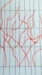 Piante marine disegno