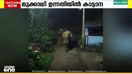 അട്ടപ്പാടി മുക്കാലി ഉന്നതിയിൽ കാട്ടാന...| attapadi | elephant