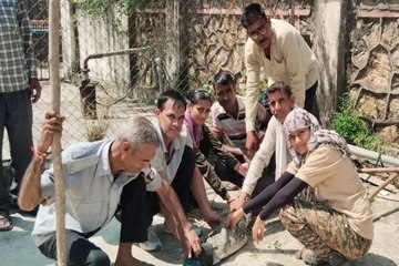 swm news: जीएसएस में मगरमच्छ घुसने से मचा हड़कंप, तीन घंटे बाद गिलाई सागर बांध में छोड़ा