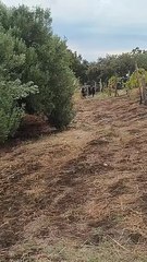 Non solo a Ginostra e Alicudi, invasione di capre anche a Vulcano: si allarga la protesta