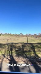 Kangaroo diaries only in Australia 🇦🇺