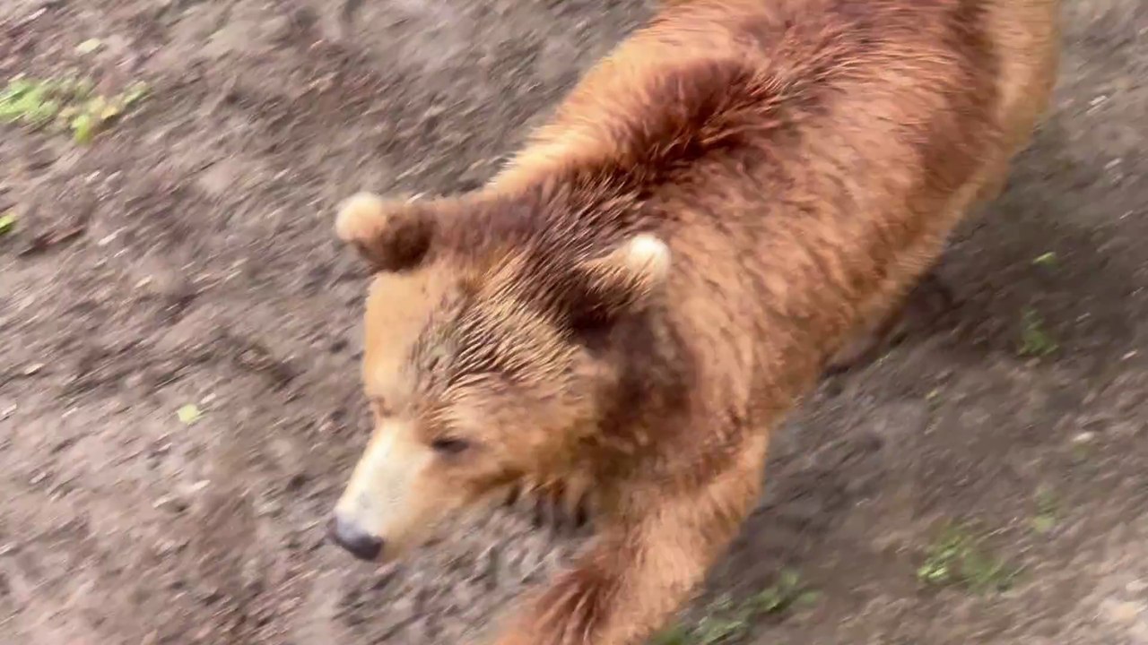 Balades et découvertes la fosse aux ours de Berne « Bärengraben » film by JC Guerguy Ciné Art Loisir