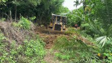 D6R XL Bulldozer Reopens Old Road in the Plantation