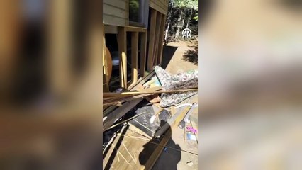 Bursa Uludağ'da ayı barakaya saldırdı