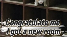 Lucky Cat Gets a Free Room! 🐱✨