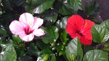 ハイビスカス