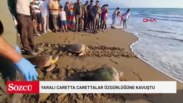 Yaralı caretta carettalar özgürlüğüne kavuştu
