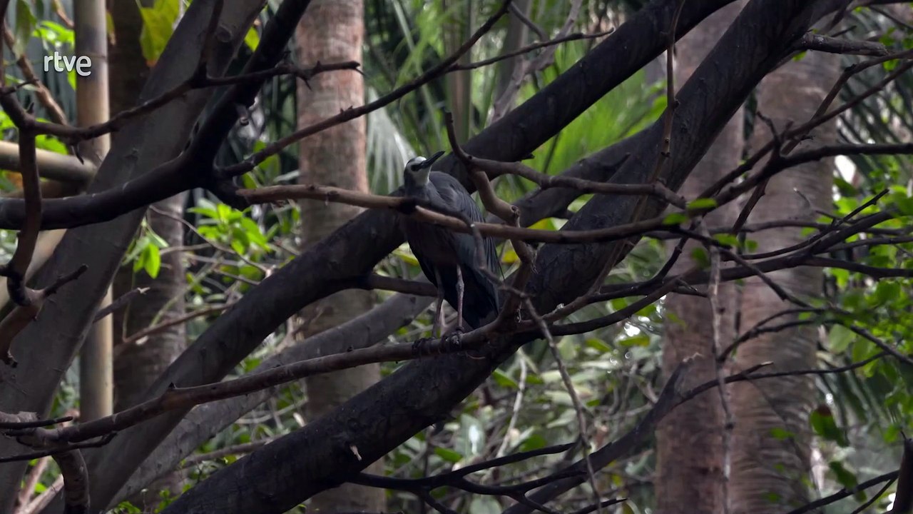 Tenerife, Gran Canaria, Islas Canarias, turismo en Canarias,