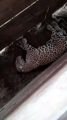 VÍDEO: Onça-pintada é flagrada tirando soneca em curral de fazenda