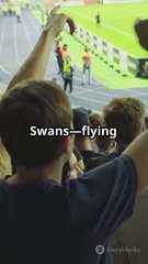 Swansea vs Millwall | Championship Clash Highlights & Match Build-Up 2025