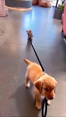 Chat farceur sent chiot.