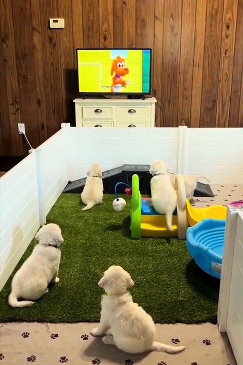 Chiens les plus hilarants.