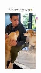 Awww…si marrant, le toutou.