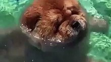Chouette Chow Chow nage en piscine.