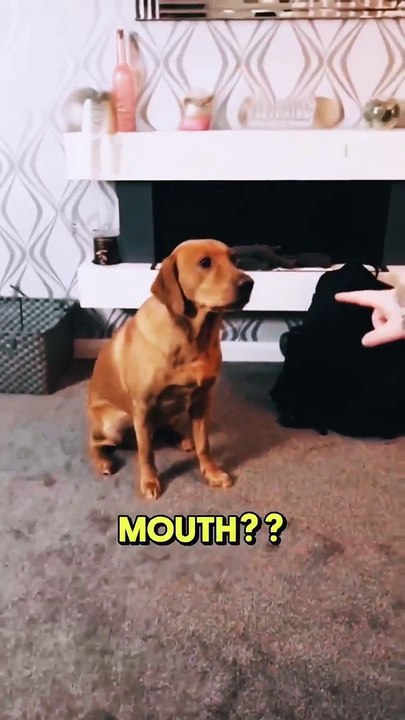 Chien en vidéo rigolo 🐕