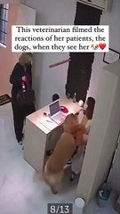 Quand les chiens voient leur vete, ils dansent.