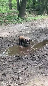 Mon chien adore les flaques magiques !
