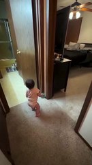 **Vidéo chien farceur**