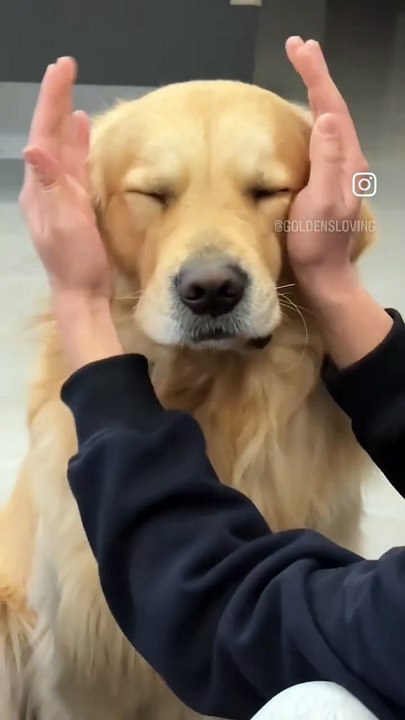 Très drôle chiot aux dents tranchantes.